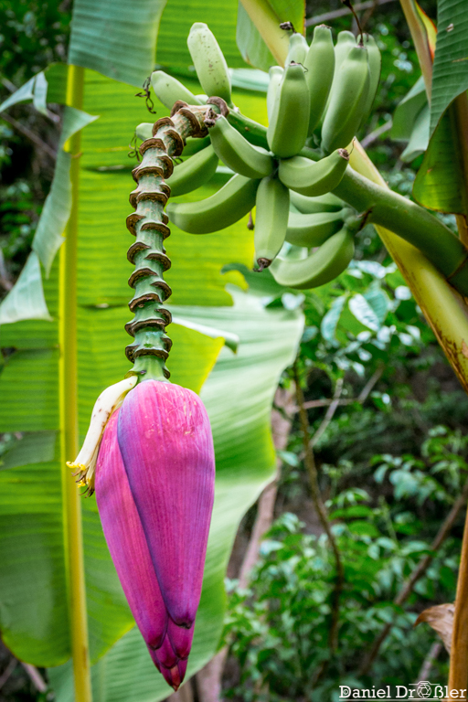 Bananenblüte